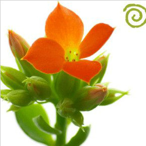 Kettle數(shù)據(jù)庫(kù)引流