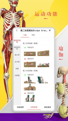 3Dbody解剖(3D人體模型)