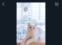 萬興喵影怎么剪輯視頻 | 萬興喵影使用教程