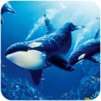虎鯨模擬器(The Killer Whale)手游修改版